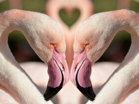 Romantic Love Messages to Melt Your Partner Heart