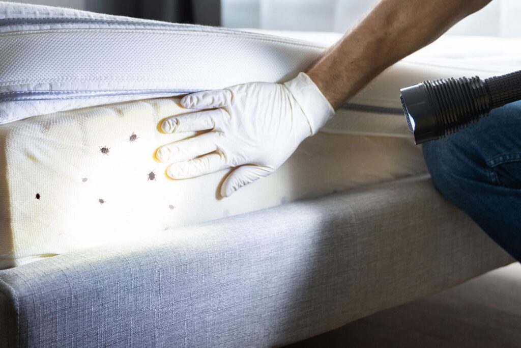 Where Do Bed Bugs Originate From?