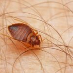 Where Do Bed Bugs Originate From