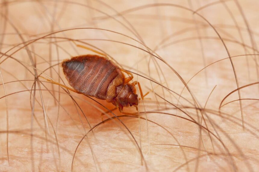 Where Do Bed Bugs Originate From