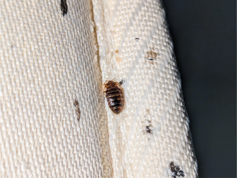 bed bugs hiding spots